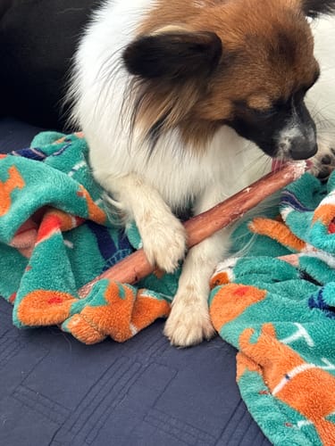 Customer photo review of 12 Inch Extra Thick Bully Sticks