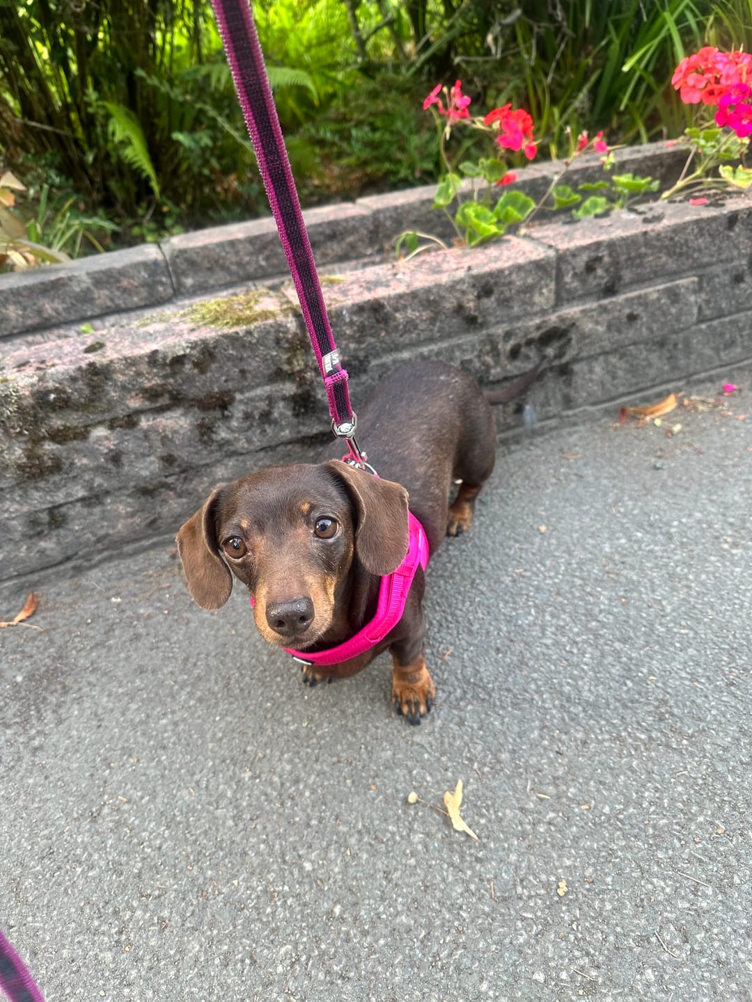 Customer photo review of Boomerang Harness - XS-M Breeds - Carminerose