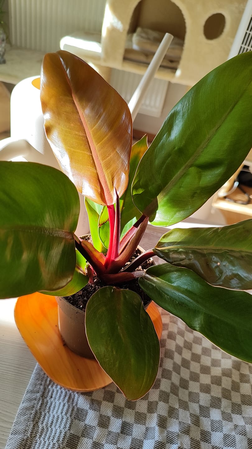 Customer photo review of PHILODENDRON PRINCE OF ORANGE
