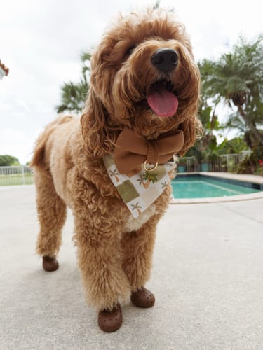 Customer photo review of WagWellies® Mojave