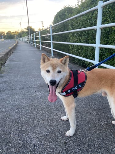 Customer photo review of FunFunPet 高機能ハーネス（お名前タグ作成サービス付き）