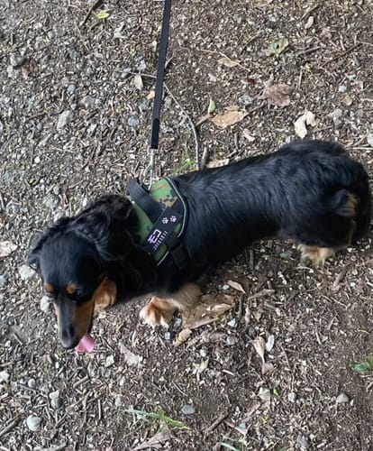 Customer photo review of FunFunPet 高機能ハーネス（お名前タグ作成サービス付き）