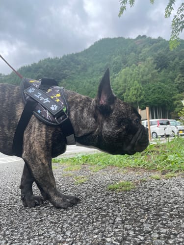 Customer photo review of FunFunPet 高機能ハーネス（お名前タグ作成サービス付き）