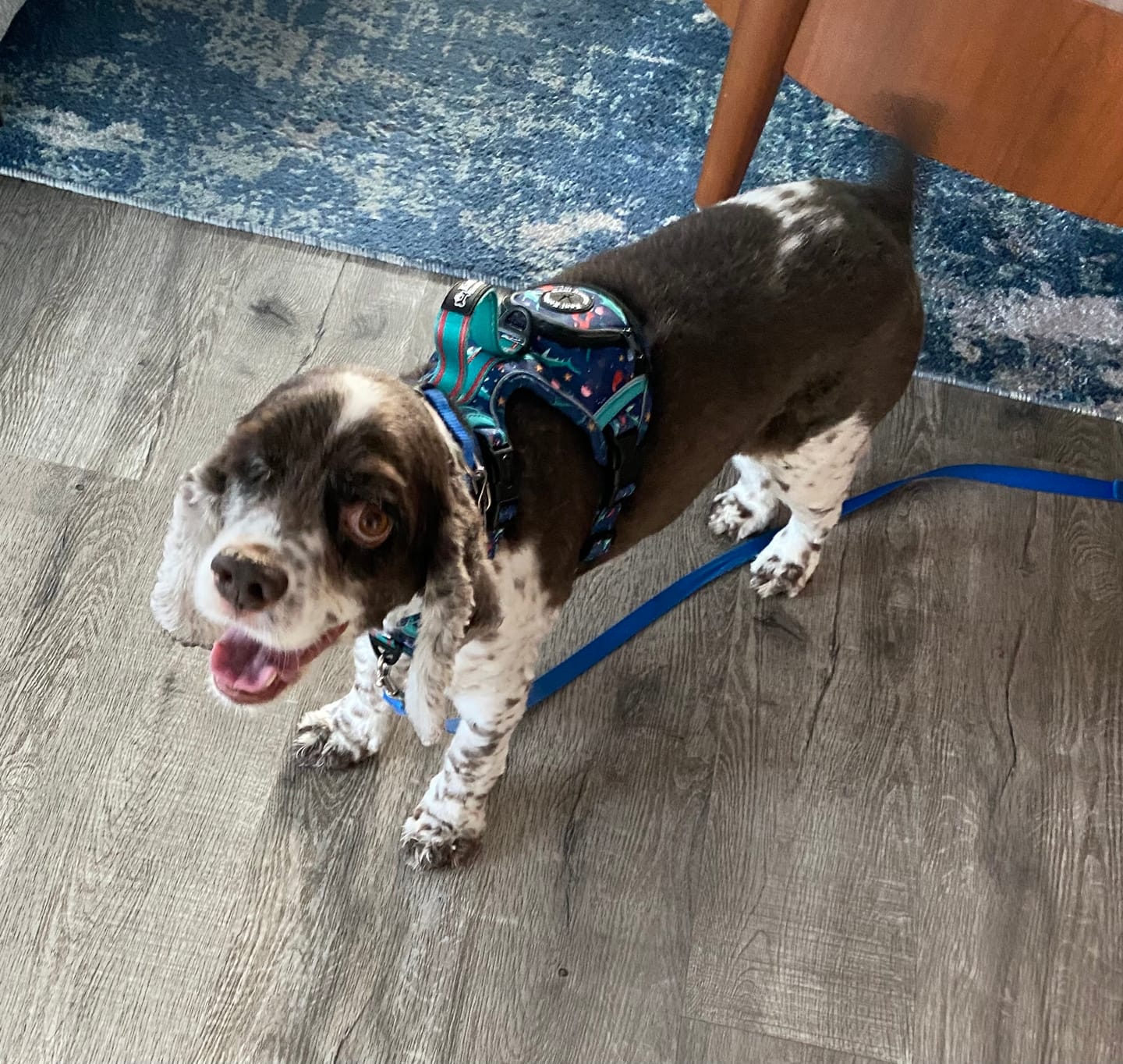 Customer photo review of Scuba Dive - Adventure Harness
