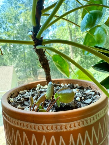 Customer photo review of Houseplant Pest Spray