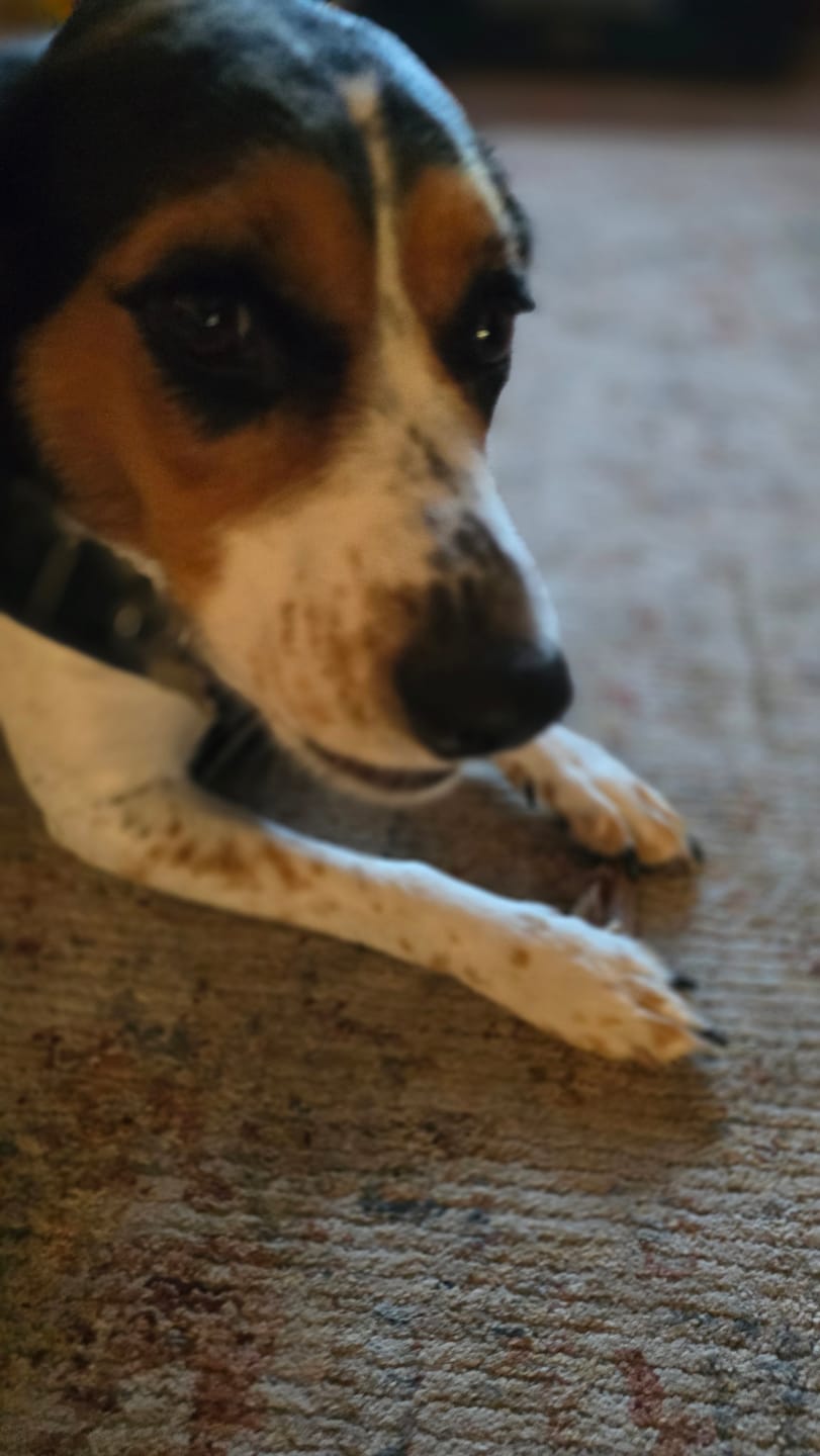 Customer photo review of 2-3 Inch Power Bully Sticks