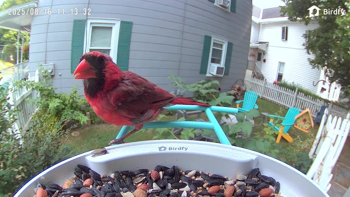 Customer photo review of Birdfy Feeder with Solar Panel - Solar-Powered Smart Bird Feeder with Camera