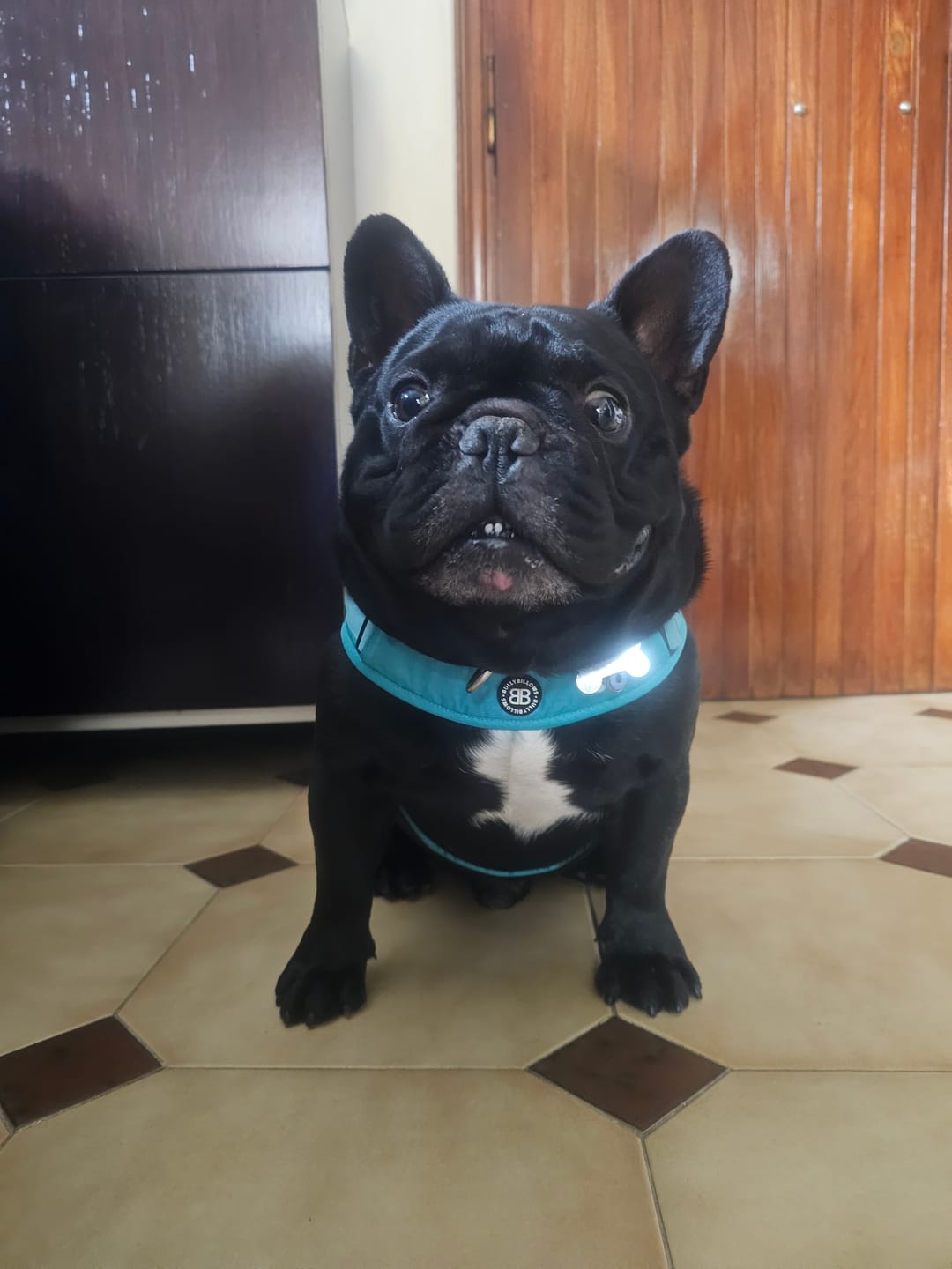 Customer photo review of Boomerang Harness - XS-M Breeds - Teal