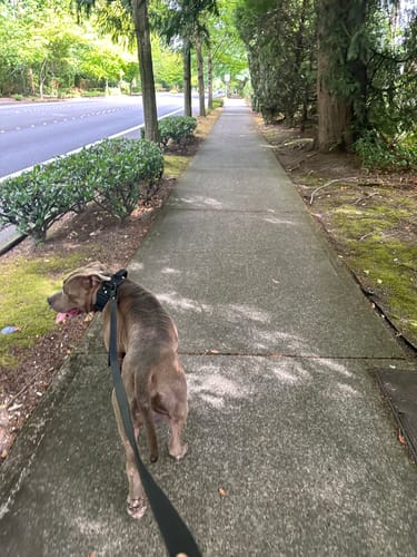 Customer photo review of Bully Proof Set Leash + Collar