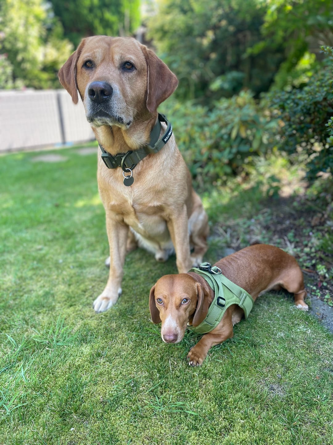 Customer photo review of 4cm LIGHTER Combat® Collar | Handle Rated Clip - Khaki x Khaki