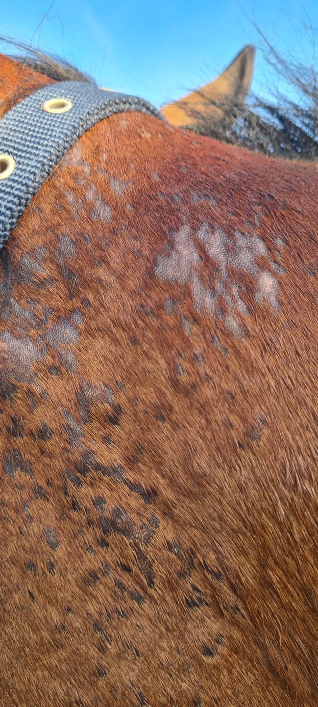 Customer photo review of Horse Skin Rescue Bundle