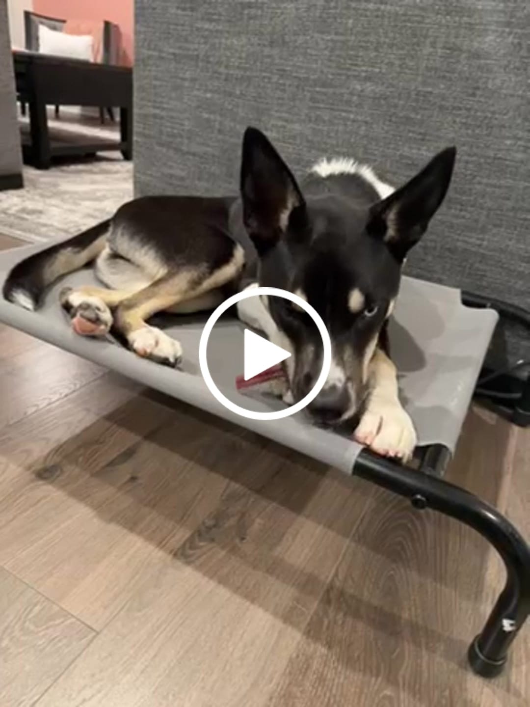 Customer video review of Regular Bully Sticks