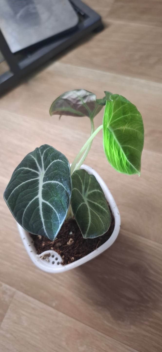 Customer photo review of ALOCASIA BLACK VELVET