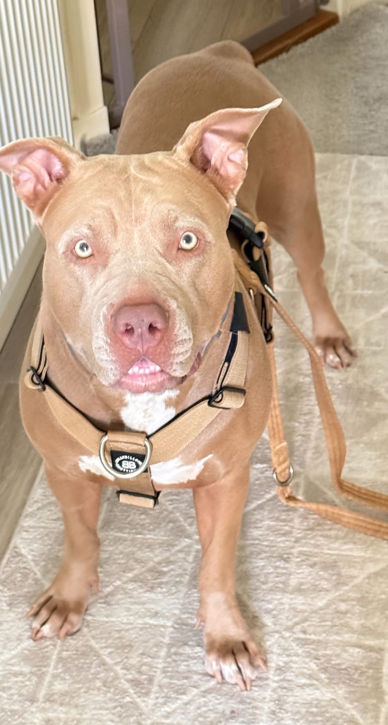 Customer photo review of Training Anti Pull TRI-Harness® | M-XL Breeds - Tan