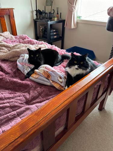 Customer photo review of PaWz Electric Heating Pet Bed Mat Heated Blanket Pad Timers Removable Cover