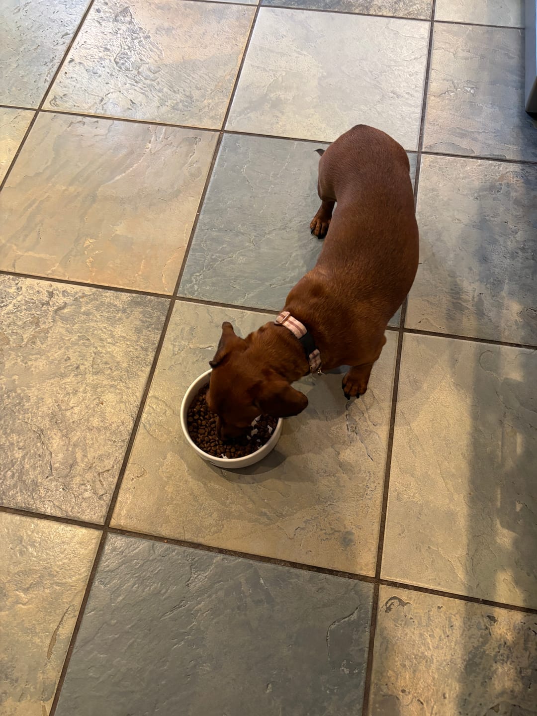 Customer photo review of Grain-Free Duck with Sweet Potato & Orange (Small Kibble)