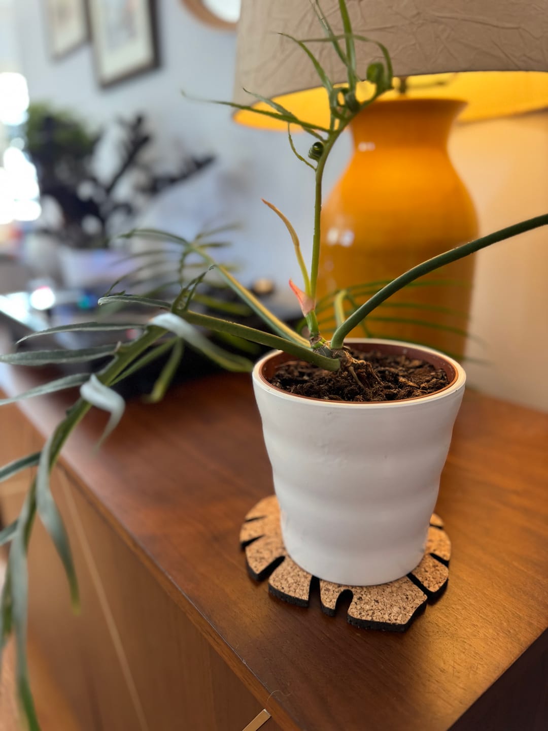 Customer photo review of Kostr™ - Monstera Leaf-shaped  cork plant pot coaster
