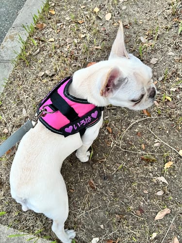 Customer photo review of FunFunPet 高機能ハーネス（お名前タグ作成サービス付き）