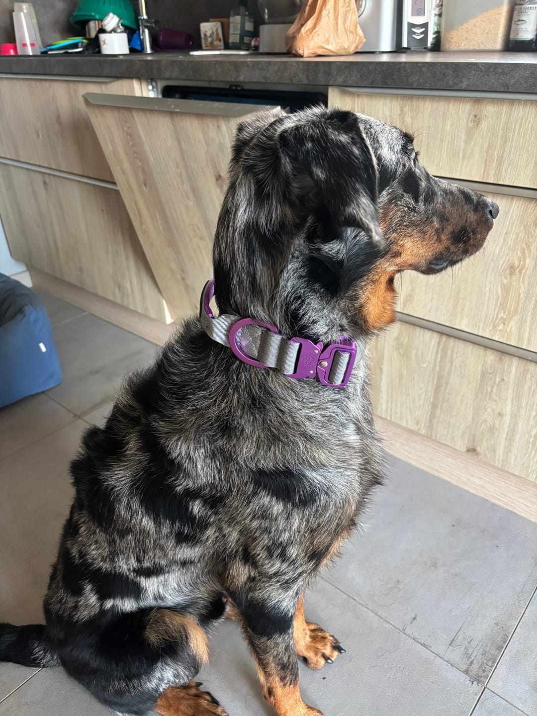Customer photo review of 4cm LIGHTER Combat® Collar | With Handle Rated Clip - Purple & Metal Grey