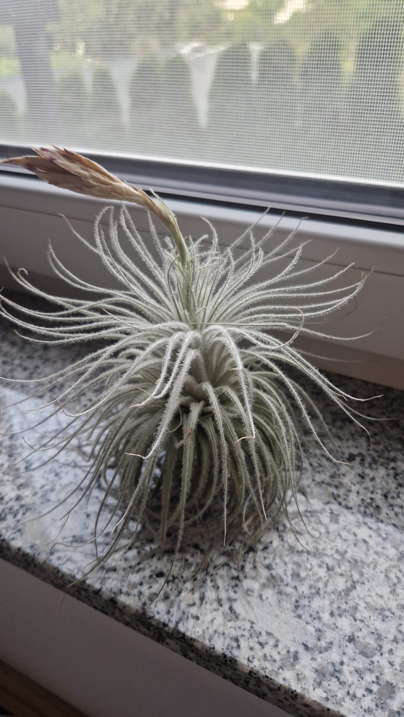 Customer photo review of Tillandsia tectorum "snow" - XXL