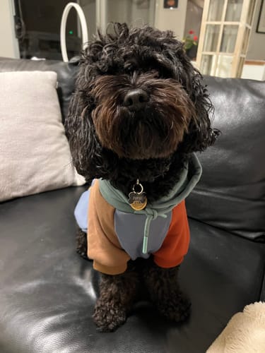 Customer photo review of Alpine Dog Hoodie