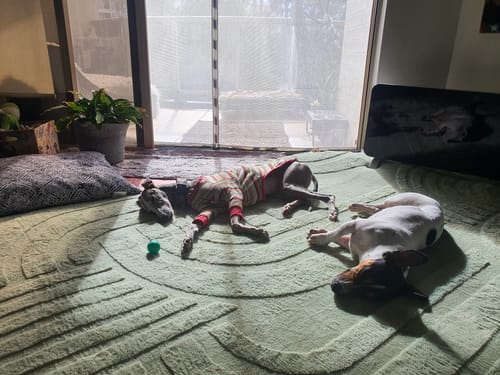 Customer photo review of The Mellow Mat® Cloud Haven 3D (Soft Touch Sensory Tatami Rug)