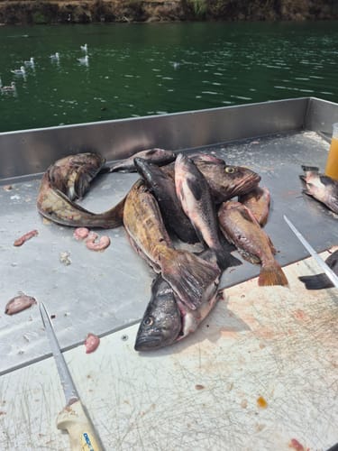 Customer photo review of Dungeness crab being SNARED T-SHIRT