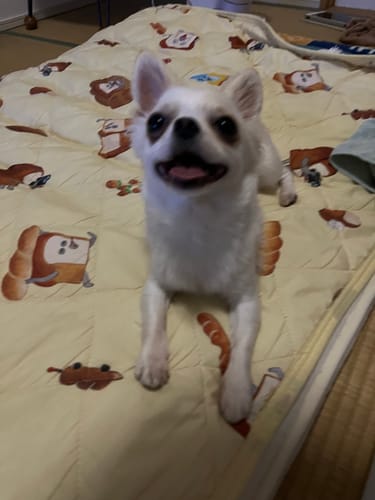 Customer photo review of FunFunPet 高機能ハーネス（お名前タグ作成サービス付き）