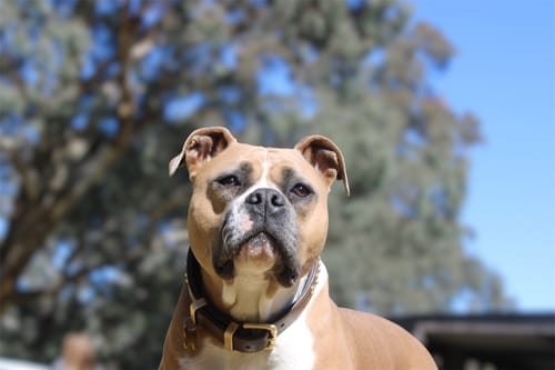Customer photo review of Hand Made Leather Dog Collar- RuffNeck Brown & Brass (Regular Fit)
