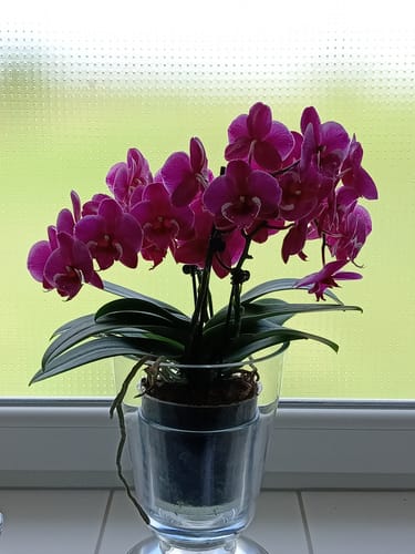 Customer photo review of Große Two of Us Tying Shin Black Bear mit dunkelvioletten Blüten und 3 Rispen