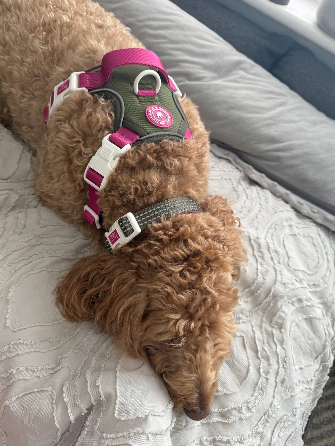 Customer photo review of Trail & Glow Dog Harness - COLOUR DROPS® - Olive it Hot