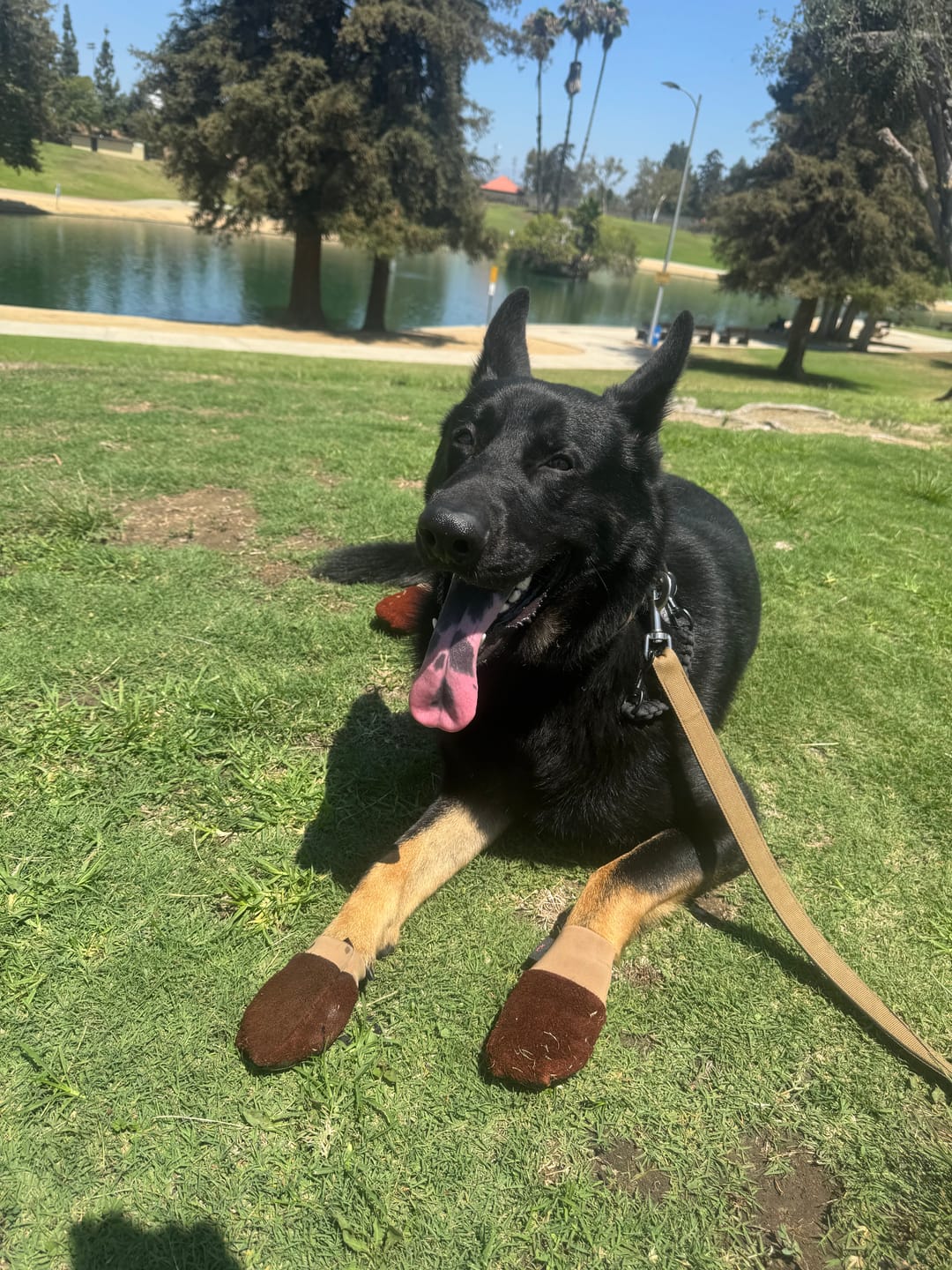 Customer photo review of Leather Dog Booties - Doccasins - 1 pair