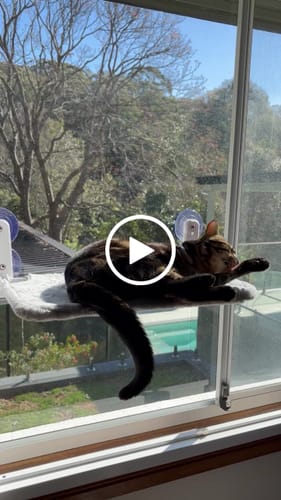 Customer video review of Foldable Cat Window Hammock with Strong Suction Cups