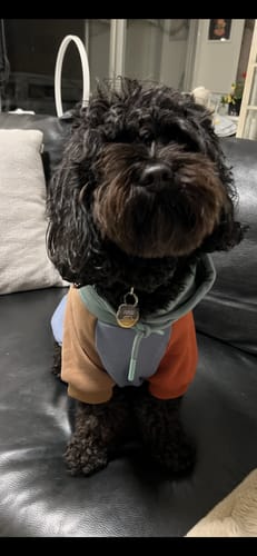 Customer photo review of Alpine Dog Hoodie