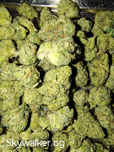 Customer photo review of Skywalker OG - Greenhouse THCA (Smalls)