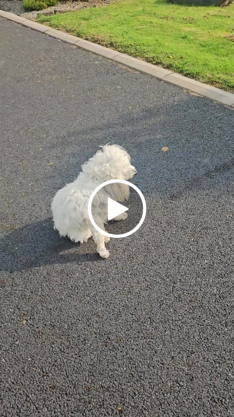 Customer video review of GPS Dog Fence F8 | for Small, Medium and Large dogs