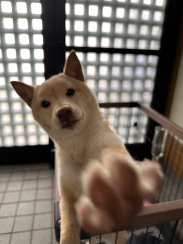 Customer photo review of FunFunPet 高機能ハーネス（お名前タグ作成サービス付き）