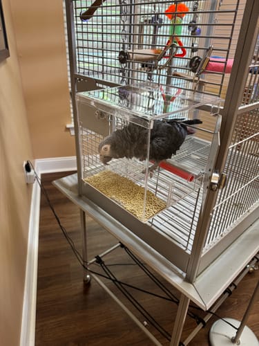 Customer photo review of Large Tweeky Clean Bird Seed Feeder On Sale!