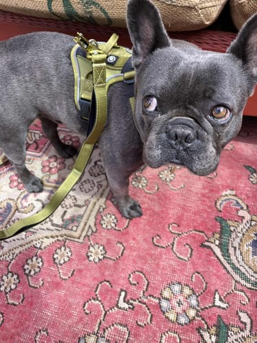Jacqui B. review of Anti Pull Hurricane Harness - With Handle - Olive Green image 1 out of 3
