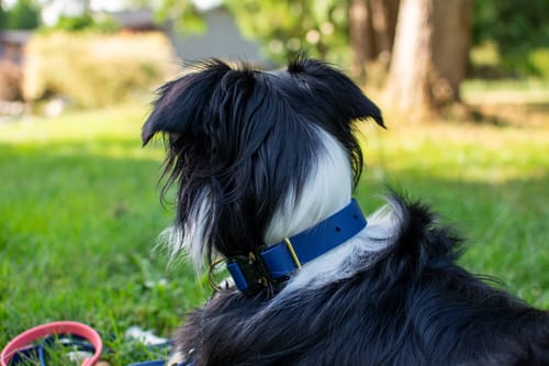 Customer photo review of Adjustable Biothane Quick Release Dog Collar