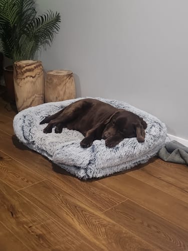 Customer photo review of PaWz Premium Pet Orthopaedic Bed