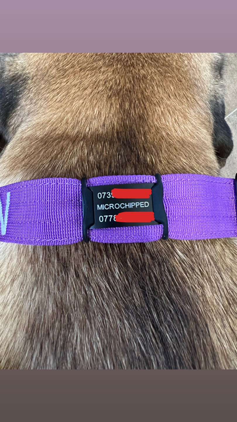 Customer photo review of Dog ID Attachment Tag (8 Colour Choices)