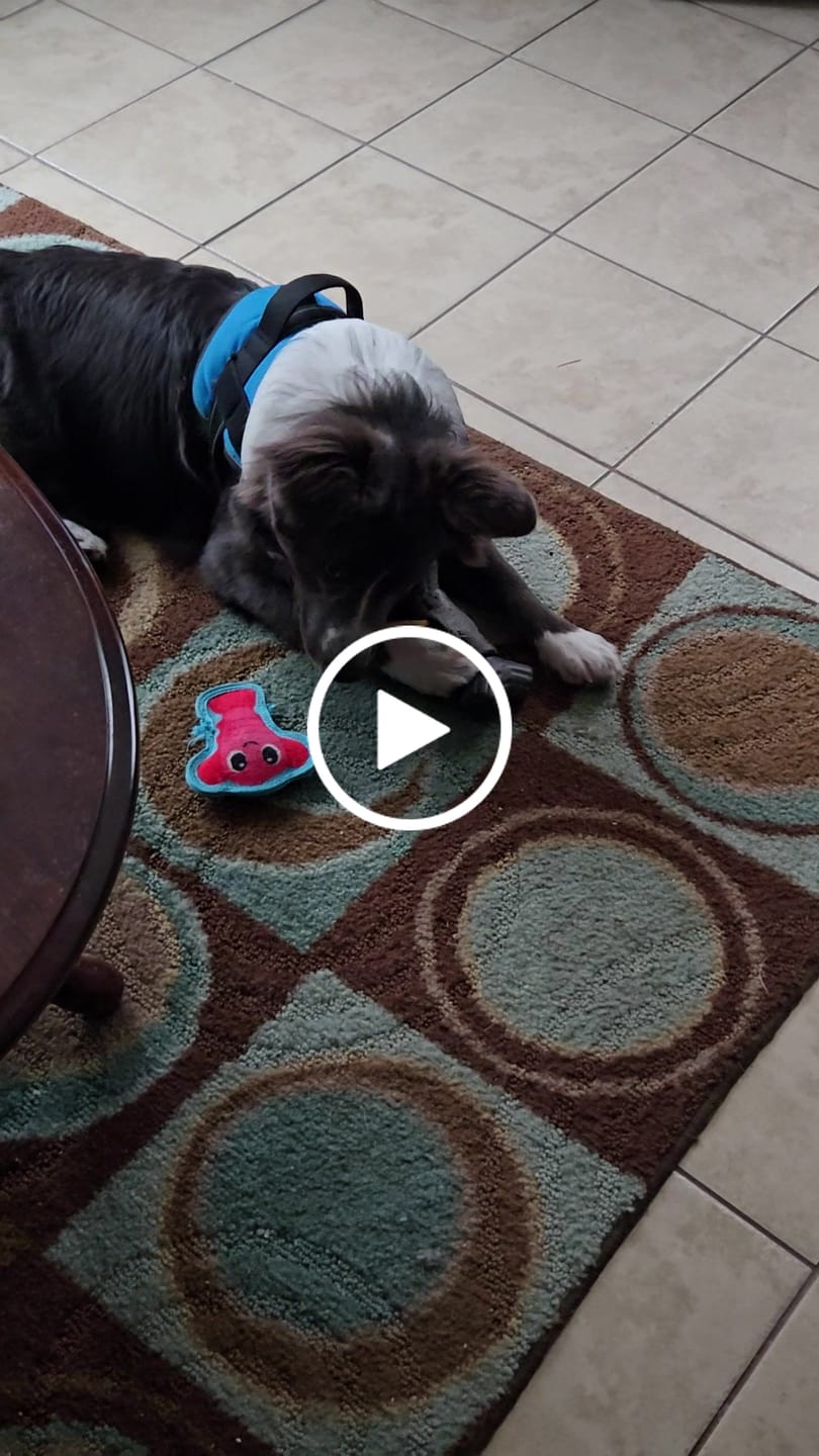 Customer video review of 10-12 Inch Collagen Stick