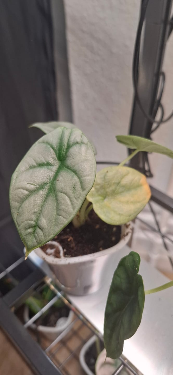 Customer photo review of ALOCASIA SILVER DRAGON