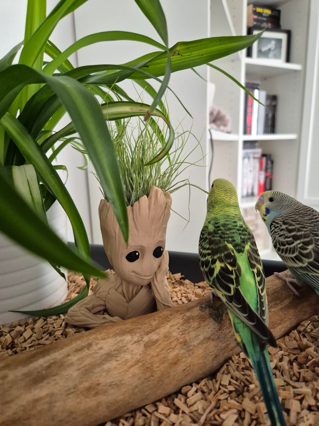Customer photo review of Tillandsia schiedeana major - Mini Pulk