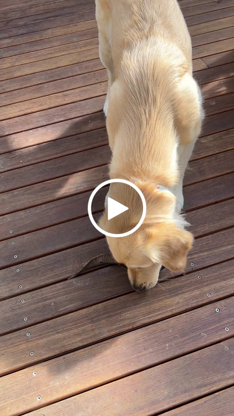 Customer video review of Goat Horn with Marrow