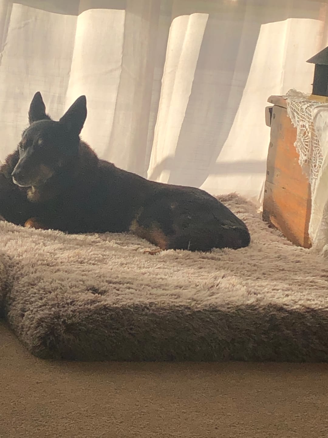 Customer photo review of Premium SuperMat Calming Bed