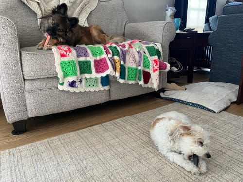 Customer photo review of Yak Chew Pack – 6 Flavor-Infused Sticks