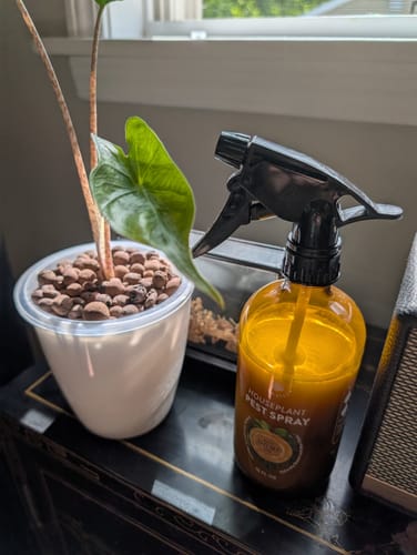 Customer photo review of Houseplant Pest Spray