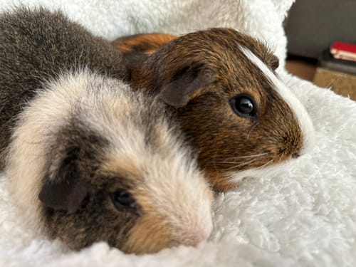 Customer photo review of Meadow Hay Box